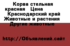 Корва стельная, красная › Цена ­ 45 000 - Краснодарский край Животные и растения » Другие животные   